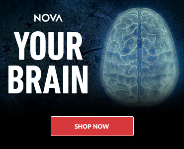 Nova: Your Brain - Shop Now