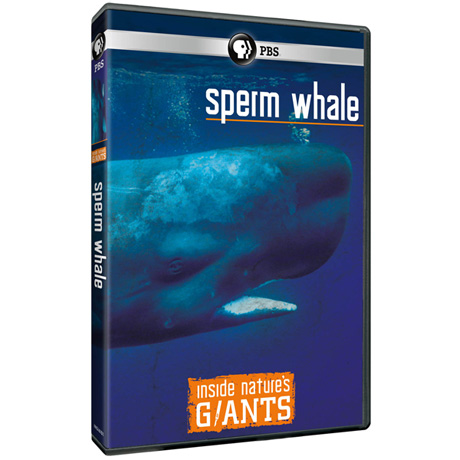 Inside Nature's Giants: Sperm Whale DVD
