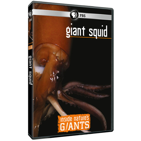 Inside Nature's Giants: Giant Squid DVD
