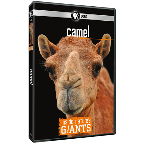 Inside Nature's Giants: Camel DVD