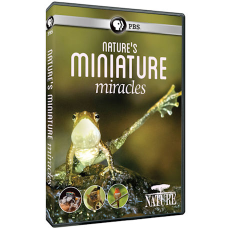 NATURE: Nature's Miniature Miracles DVD - AV Item
