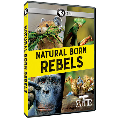 NATURE: Natural Born Rebels DVD - AV Item
