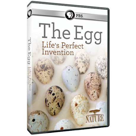 NATURE: The Egg: Life's Perfect Invention DVD - AV Item