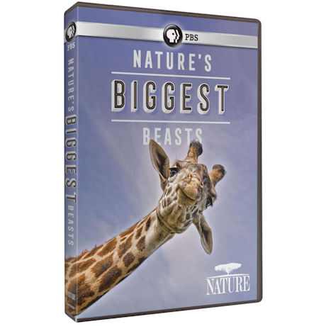 NATURE: Nature's Biggest Beasts DVD