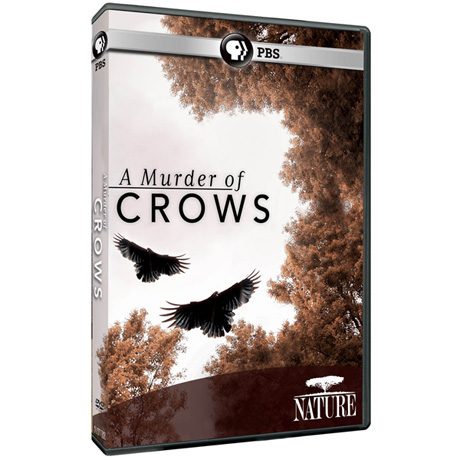 NATURE: A Murder of Crows DVD