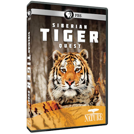 NATURE: Siberian Tiger Quest DVD