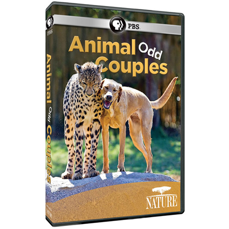 NATURE: Animal Odd Couples DVD - AV Item
