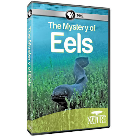 NATURE: The Mystery of Eels DVD