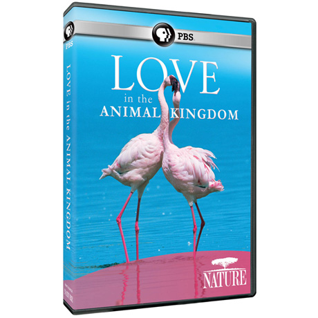 NATURE: Love in the Animal Kingdom DVD