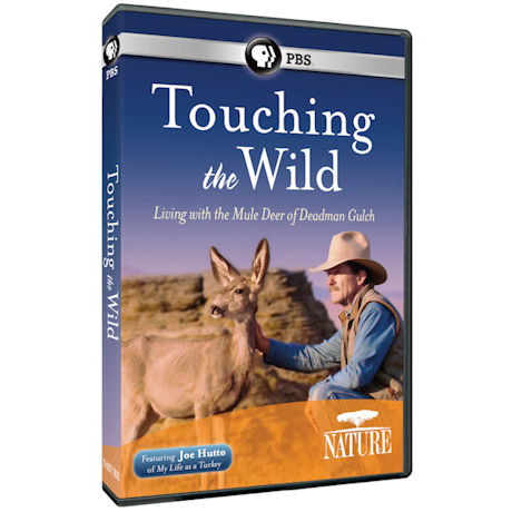 NATURE: Touching the Wild: Living with the Mule Deer of Deadman Gulch DVD