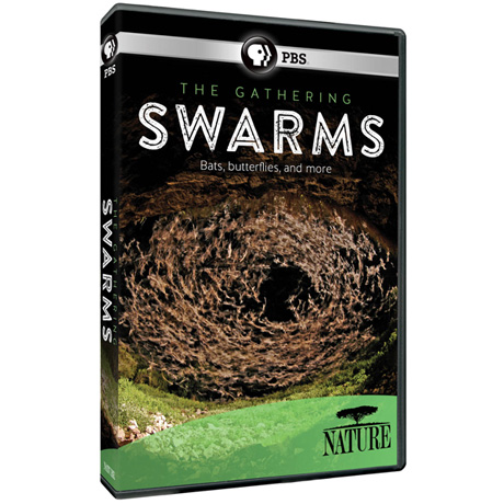 NATURE: The Gathering of Swarms DVD & Blu-ray