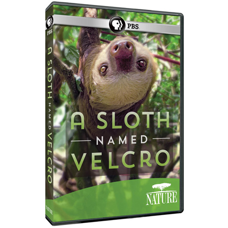 NATURE: A Sloth Named Velcro DVD