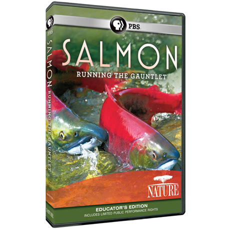 NATURE: Salmon: Running the Gauntlet, Educator's Edition DVD