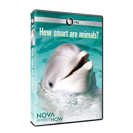 NOVA scienceNOW: How Smart are Animals? DVD - AV Item