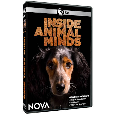 NOVA: Inside Animal Minds DVD - AV Item