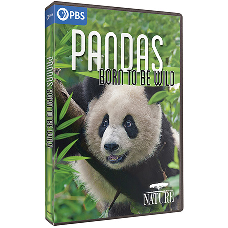 NATURE: Pandas - Born to be Wild DVD