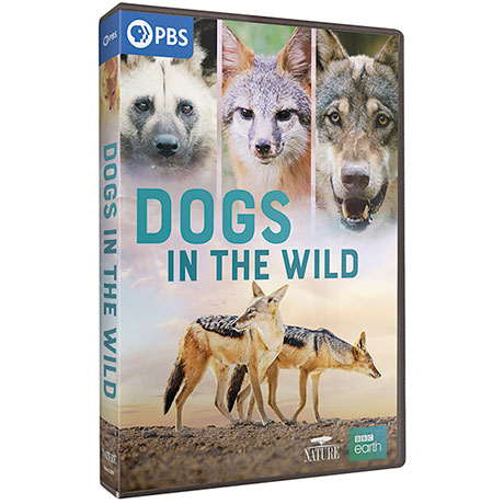 PRE-ORDER NATURE: Dogs in the Wild DVD