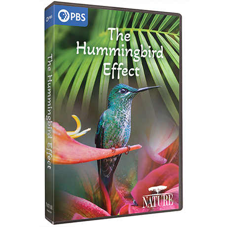 NATURE: The Hummingbird Effect DVD