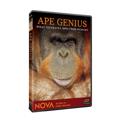 NOVA: Ape Genius DVD