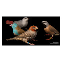 Alternate Image 3 for National Geographic Birds of the Photo Ark