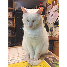 Alternate Image 5 for Bookstore Cats Book by Brandon Schultz