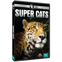 Alternate Image 0 for NATURE: Super Cats DVD & Blu-ray
