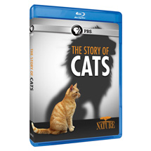 Alternate Image 0 for NATURE: The Story of Cats DVD & Blu-ray - AV Item
