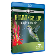 Alternate Image 0 for NATURE: Hummingbirds (2014) DVD & Blu-ray