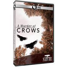 Alternate Image 0 for NATURE: A Murder of Crows - AV Item