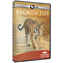 Alternate Image 0 for NATURE: Broken Tail: A Tiger's Last Journey DVD