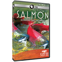 Alternate Image 0 for NATURE: Salmon: Running the Gauntlet DVD & Blu-ray