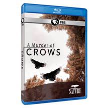 Alternate Image 0 for NATURE: A Murder of Crows - AV Item