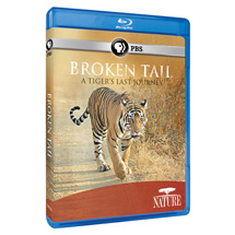 Alternate Image 0 for NATURE: Broken Tail: A Tiger's Last Journey DVD