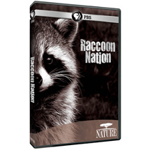 Alternate Image 0 for NATURE: Raccoon Nation - AV Item