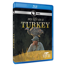 Alternate Image 0 for NATURE: My Life as a Turkey DVD