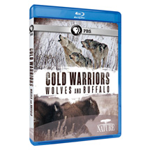 Alternate Image 0 for NATURE: Cold Warriors: Wolves and Buffalo - AV Item