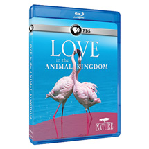 Alternate Image 0 for NATURE: Love in the Animal Kingdom DVD