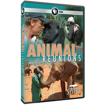 NATURE: Animal Reunions DVD