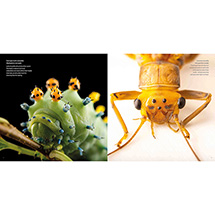Alternate Image 3 for Photo Ark Insects (Hardcover)