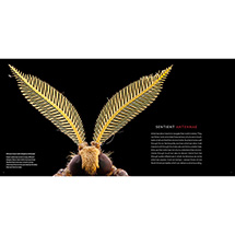 Alternate Image 4 for Photo Ark Insects (Hardcover)